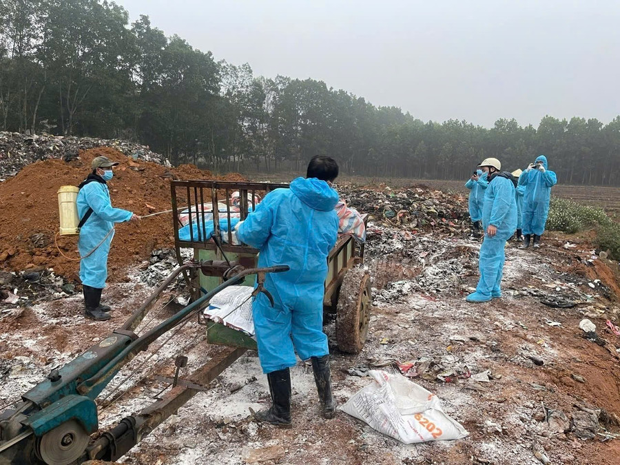 Thanh Hoá tiêu huỷ hàng nghìn con lợn mắc bệnh.