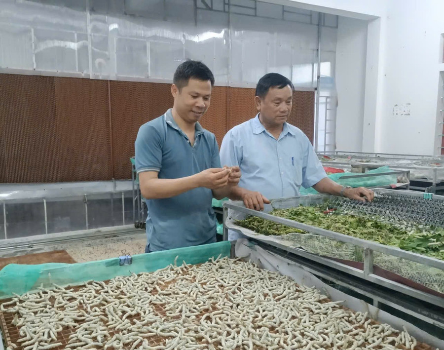 Ông Nguyễn Văn Cường (bên trái) – Giám đốc Hợp tác xã Mật ong Cường Nga (Sơn Giang, Hà Tĩnh) chủ mô hình nuôi tằm phòng lạnh nuoi-tam-phong-lanh-1.jpg