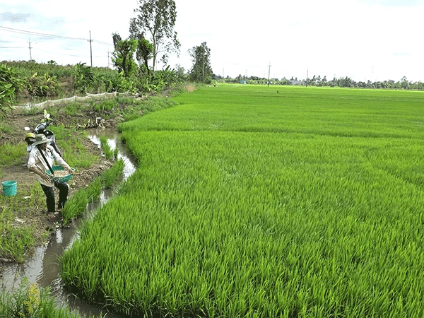 Chủ động chăm sóc, bảo vệ lúa thu đông