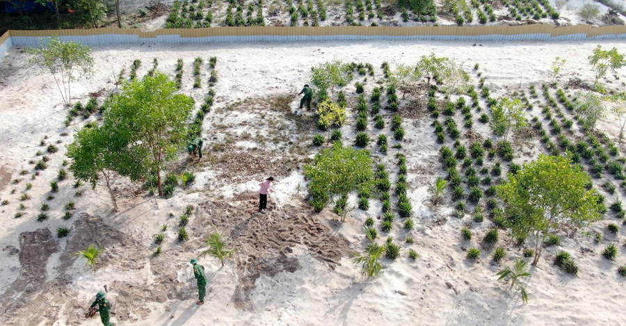 Gia đình ông Khích tiên phong xây dựng mô hình nuôi nhông trên cát tại Sen Ngư.
