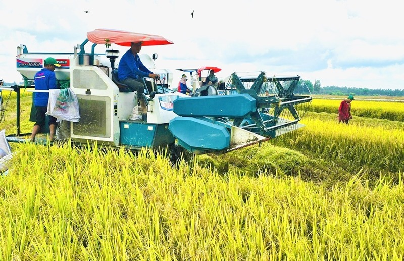 Giá lúa gạo hôm nay ngày 4/8: Gạo biến động nhẹ, lúa chững giá. Ảnh: Thanh Minh.