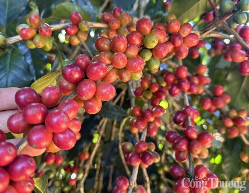Giá cà phê Arabica tăng hơn 1,5% lên mức 6.361 USD/tấn, trong khi cà phê Robusta bật tăng gần 3%, đạt 3.421 USD/tấn