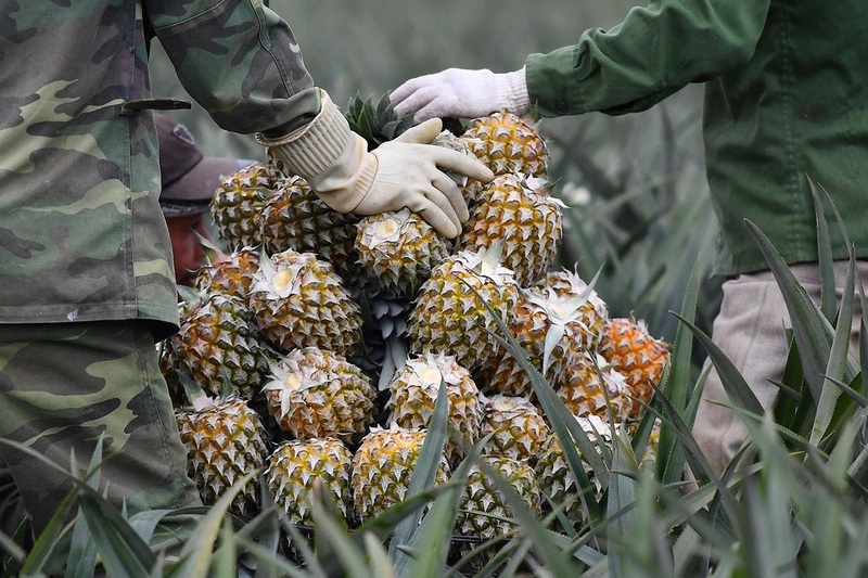 Sơn La còn đầu tư xây dựng và vận hành nhãn hiệu chứng nhận “Dứa Sơn La”