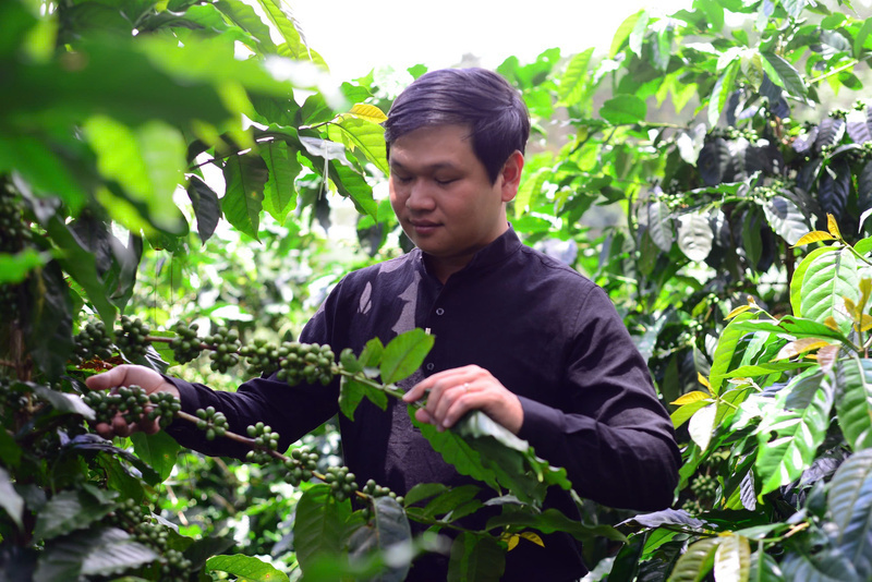 Nông dân vui vẻ khi cà phê khi đến vụ mùa thu hoạch
