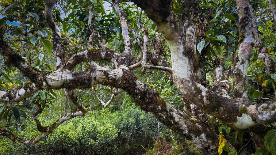 Loại chè quý giá này mọc tự nhiên trên những triền núi cao, quanh năm mây phủ, sương giăng. Đây là những cây chè có tuổi đời hàng trăm năm, với thân cây to lớn, rêu mốc bám đầy, tạo nên một hình ảnh đầy ấn tượng và cổ kính. 1000039618.jpg
