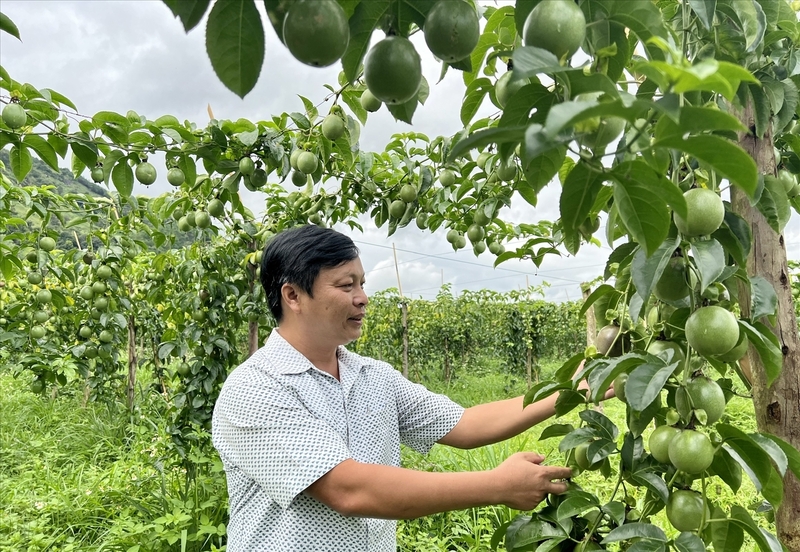 Hàng loạt sản phẩm nông nghiệp của HTX đạt tiêu chuẩn OCOP 3-5 sao, trong đó có nhiều sản phẩm của đồng bào dân tộc thiểu số như chanh dây