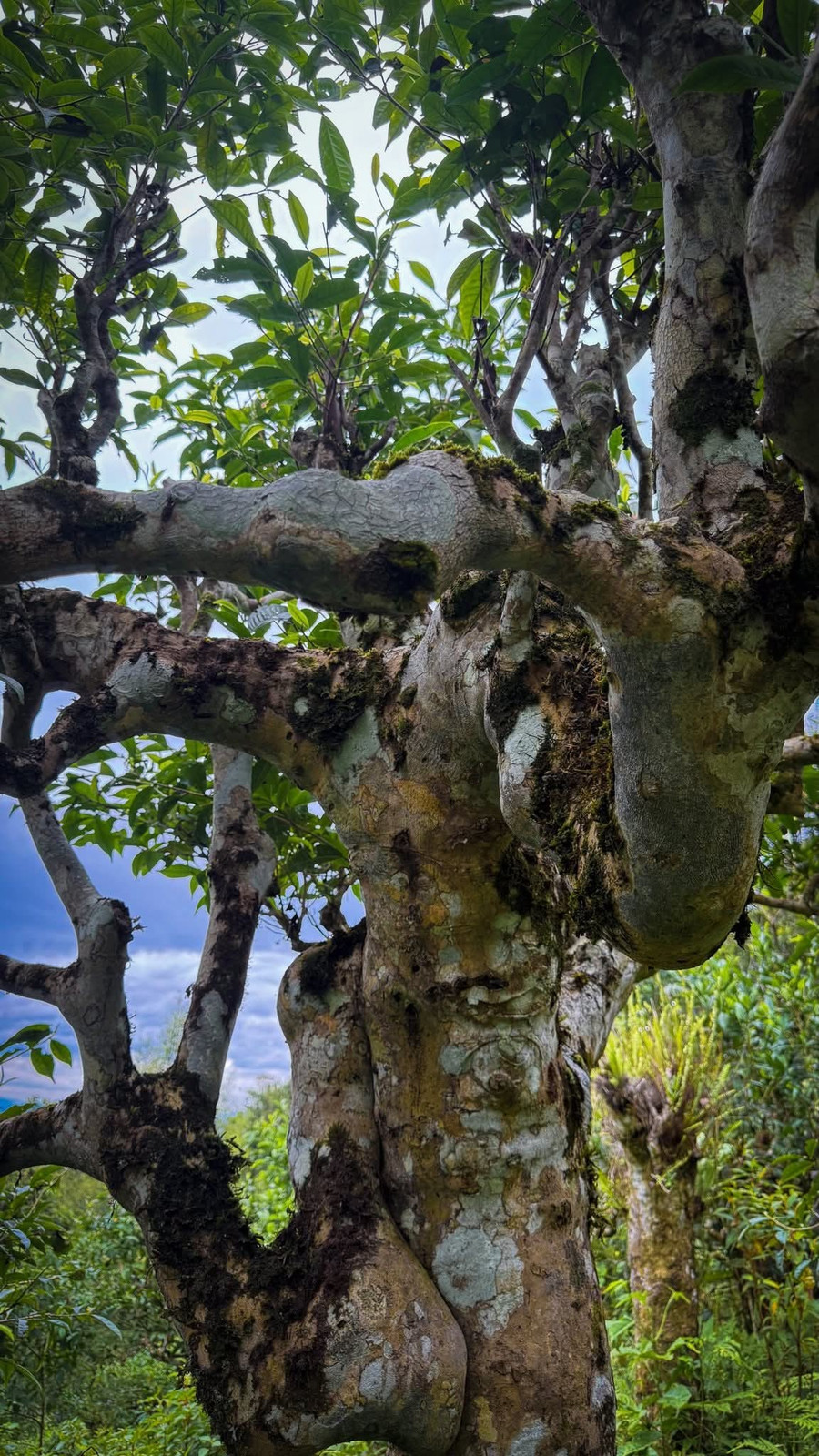 Những cây chè Shan Tuyết cổ thụ đã trở thành một phần không thể thiếu trong cuộc sống của đồng bào dân tộc thiểu số nơi đây. Người dân không chỉ thu hoạch búp chè mà còn coi đó là một báu vật cần được bảo tồn và trân trọng. 1000039623.jpg