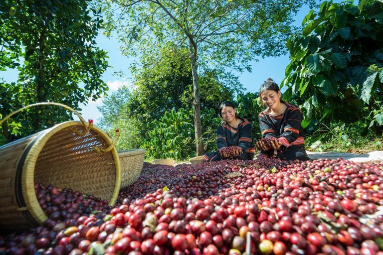Cà phê là một trong những sản phẩm thế mạnh của Gia Lai