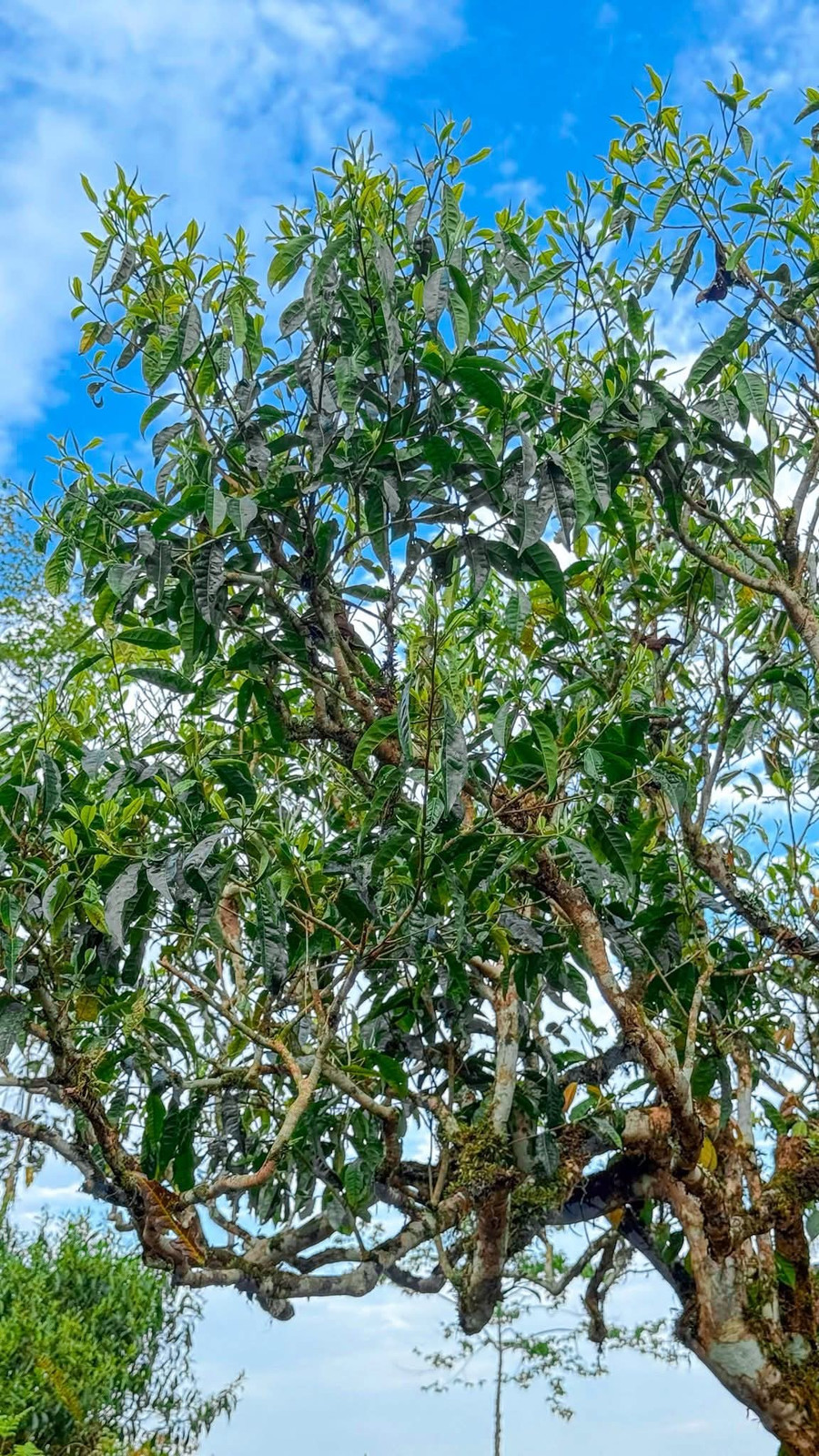 Bên cạnh đó, chè Shan Tuyết còn được tìm thấy ở một số địa phương khác cho thấy sự phổ biến và thích nghi rộng rãi của giống chè này trên địa bàn. 1000039622.jpg