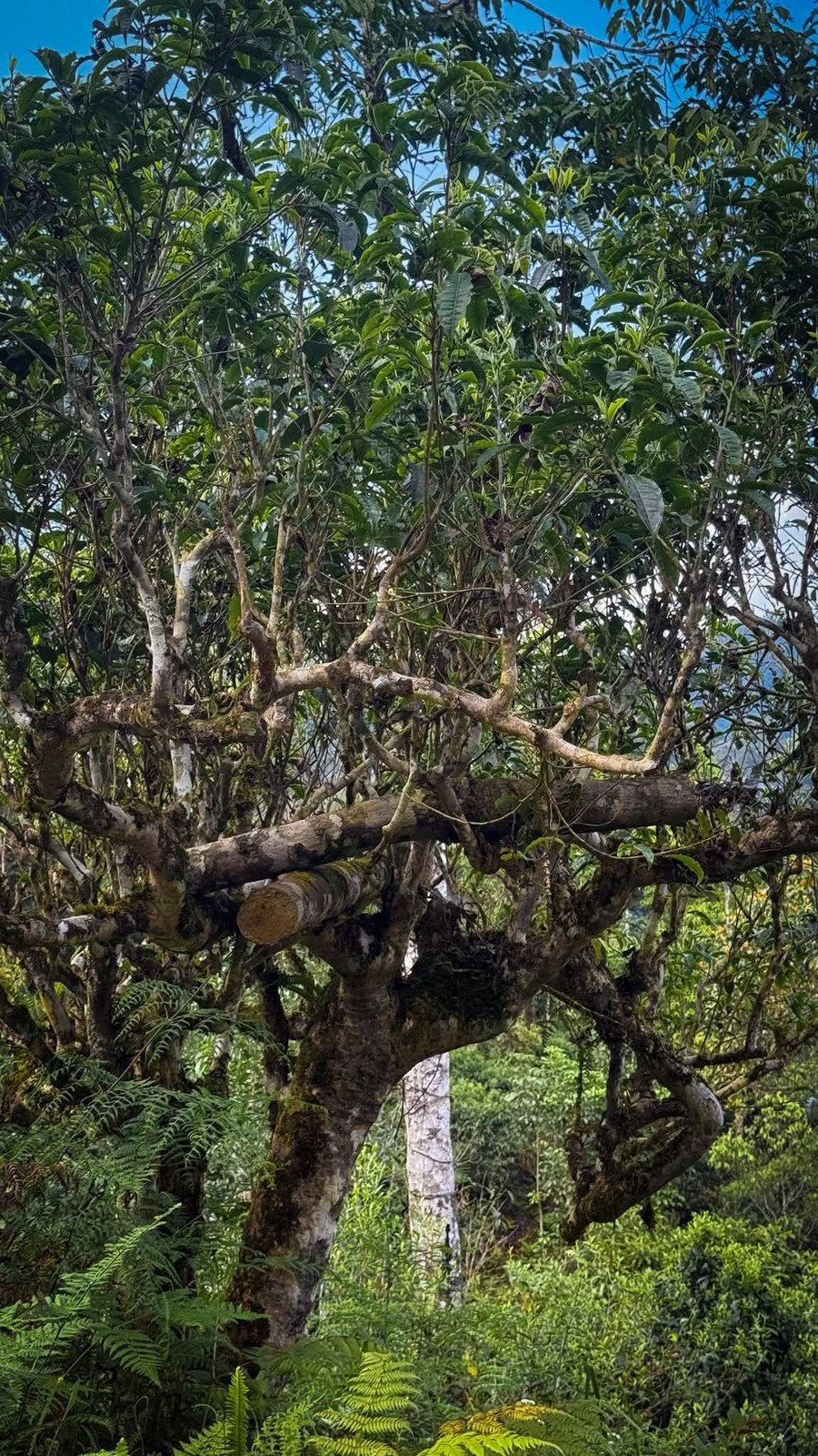 Địa bàn phân bố của chè Shan Tuyết rất rộng, tập trung chủ yếu ở những vùng núi cao có độ cao từ 1.000m đến hơn 2.000m so với mực nước biển. 1000039619.jpg