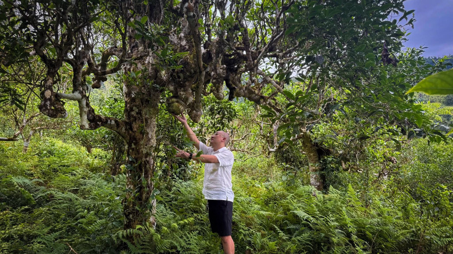 Mỗi chén chè Shan Tuyết không chỉ là một thức uống mà còn là câu chuyện về văn hóa, con người và thiên nhiên của vùng đất Hà Giang. 1000039624.jpg