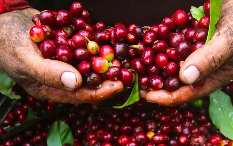 Giá cà phê Robusta cũng ghi nhận mức giảm hơn 0,5% xuống mức 3.394 USD/tấn. Ảnh minh hoạ