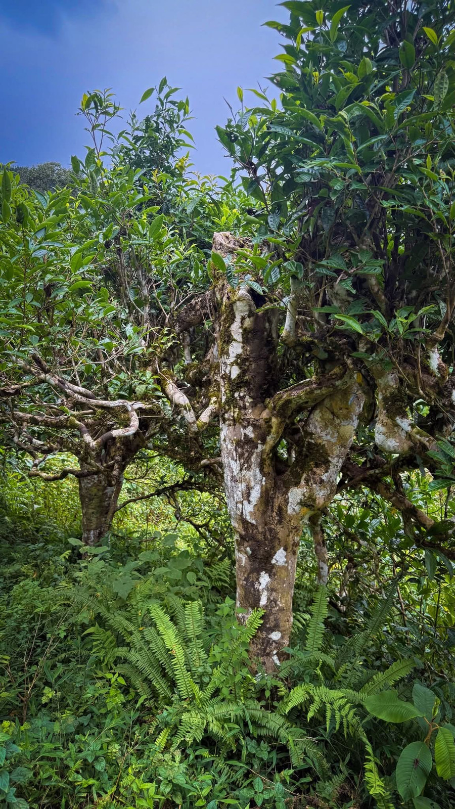 Các địa danh nổi tiếng có thể kể đến là dãy núi Tây Côn Lĩnh; Hoàng Su Phì, vùng đất nổi tiếng với những thửa ruộng bậc thang kỳ vĩ cũng là nơi có những rừng chè Shan Tuyết cổ thụ bạt ngàn. Chè Shan Tuyết Hoàng Su Phì đã trở thành thương hiệu nổi tiếng, đóng vai trò quan trọng trong đời sống kinh tế và văn hóa của người dân địa phương; Vị Xuyên, các cây chè ở đây đã được công nhận là Cây Di sản Việt Nam, cho thấy giá trị về mặt sinh thái và văn hóa của chúng. 1000039620.jpg