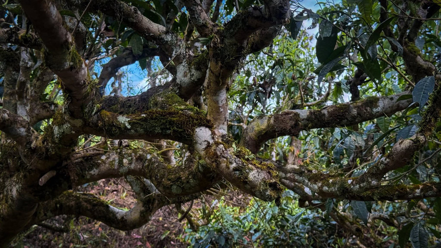 Chè Shan tuyết cổ thụ, đặc sản mang đậm nét văn hóa của vùng cao Tuyên Quang.