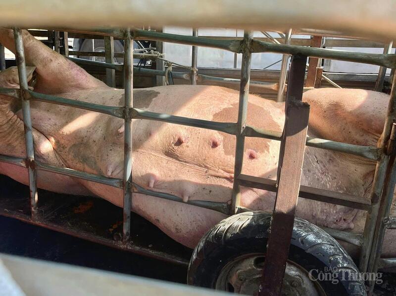 Hơn 220 con heo nhiễm dịch tả lợn châu Phi