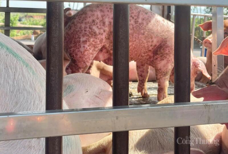 Heo có dấu hiệu mắc dịch bệnh truyền nhiễm như xuất huyết trên da ở các vị trí bụng, tai kèm sốt cao