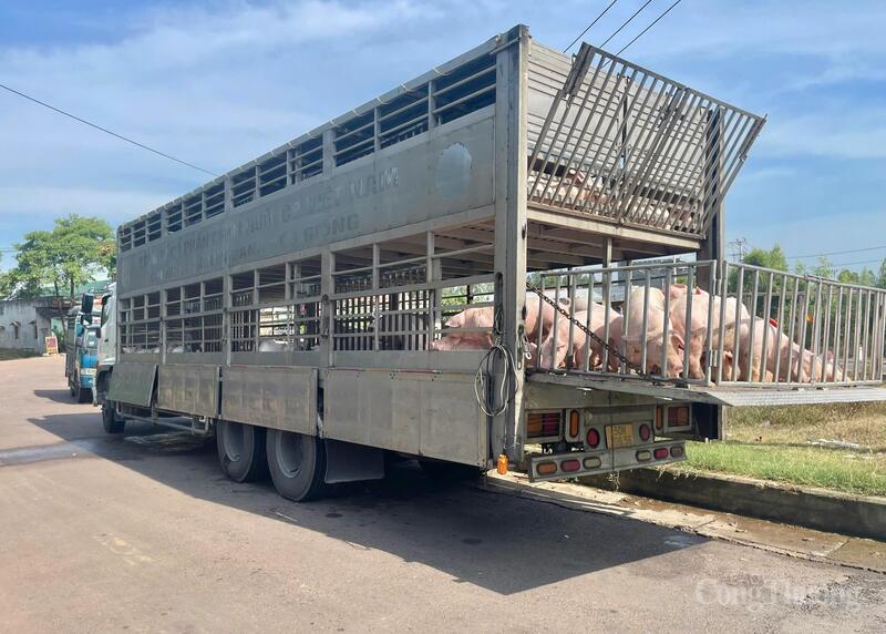 Phương tiện chở 220 con heo nhiễm dịch tả lợn châu Phi