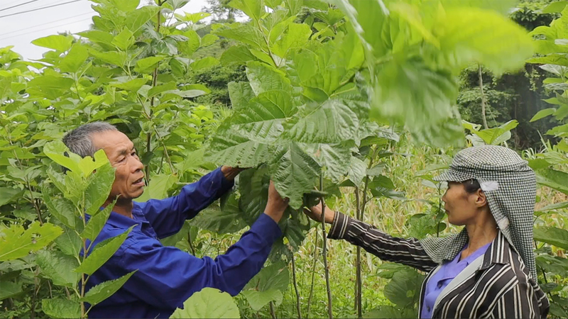 Cây dâu tằm, từng bị chặt bỏ vì khó tiêu thụ nay đang hồi sinh mạnh mẽ tại xã Bảo Hà. Ảnh: Giang Nguyễn