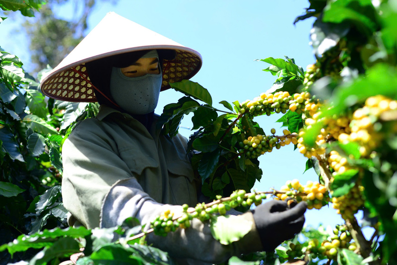 Người nông dân đang thu hoạch cà phê