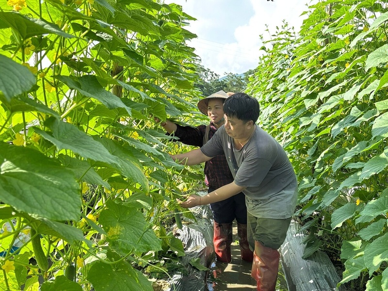 Nông dân xã Nghĩa Đô đang vào vụ thu hoạch dưa chuột đầu tiên theo mô hình liên kết sản xuất, tiêu thụ. Ảnh: Giang Nguyễn
