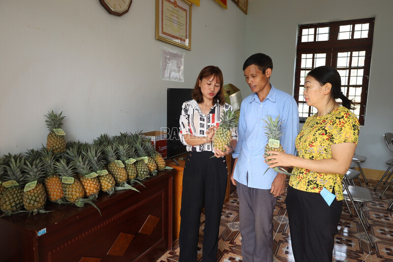 Hợp tác xã Thịnh Phong bao tiêu sản phẩm dứa cho bà con. Ảnh: Báo Lào Cai