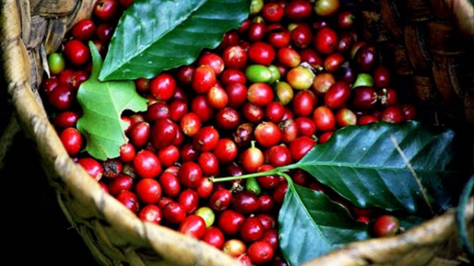 Giá cà phê Arabica bứt phá gần 9% lên 6.819 USD/tấn trong khi giá cà phê Robusta cũng leo 7% lên 3.561 USD/tấn. Ảnh minh hoạ