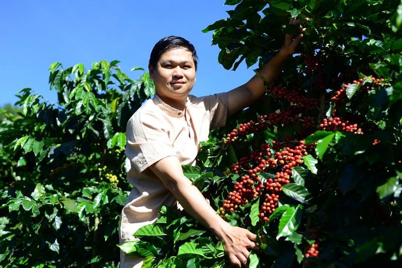 Người nông dân đang thu hoạch cà phê