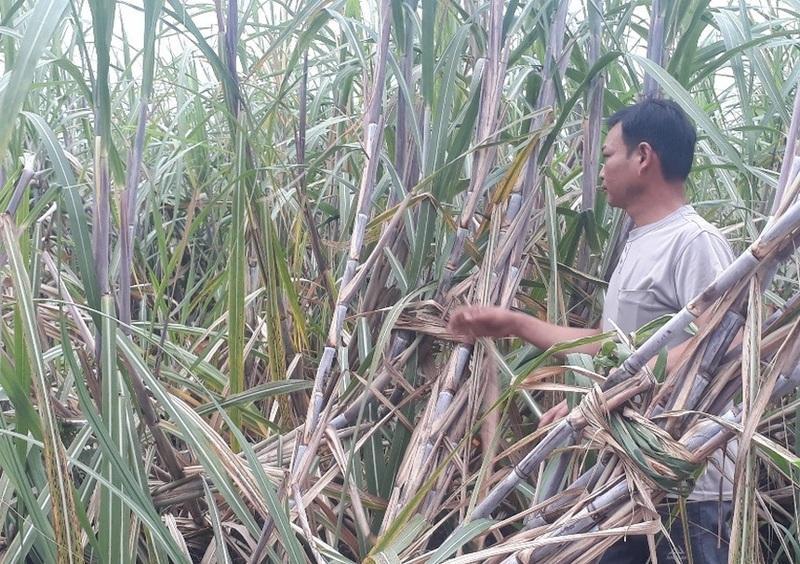 Giống mía LC2025 phát triển tốt khi được trồng ở xã Nậm Tăm. Ảnh: Hoàng Thuỷ