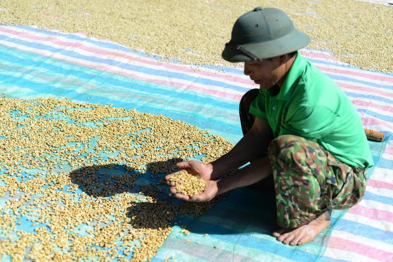 Những hạt cà phê đạt tiêu chuẩn trước khi tiến hành rang xay, thành phẩm