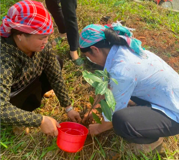 Bà con dân tộc thiểu số trên địa bàn tỉnh được hướng dẫn cụ thể trồng và canh tác quế hữu cơ. Ảnh minh hoạ