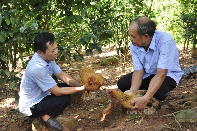 Mô hình gà dưới tán chè đang dần trở thành hướng đi chiến lược. Ảnh: Bùi My
