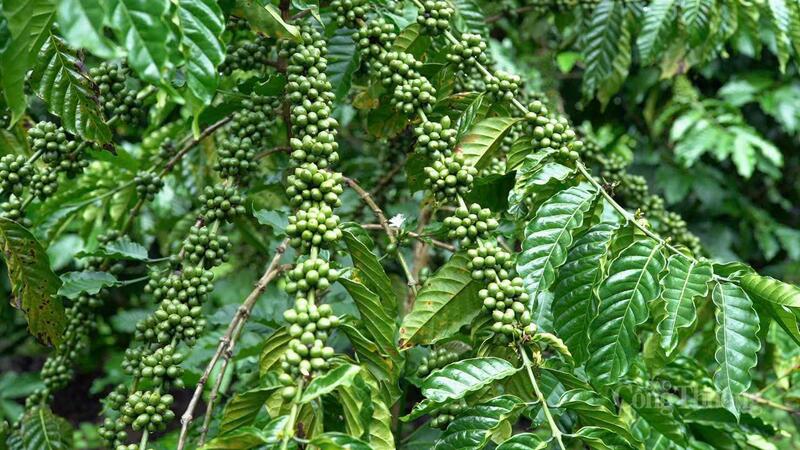 Vườn cà phê đang vào kỳ nuôi quả, trái xanh mọc dày đặc