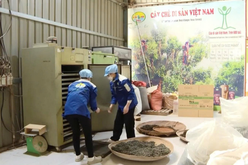 Nhờ sự đồng hành của chính quyền địa phương và tận dụng lợi thế sẵn có, người Dao Cao Bồ đã vươn lên làm giàu trên chính mảnh đất quê hương. Ảnh: HTX Cao Bồ