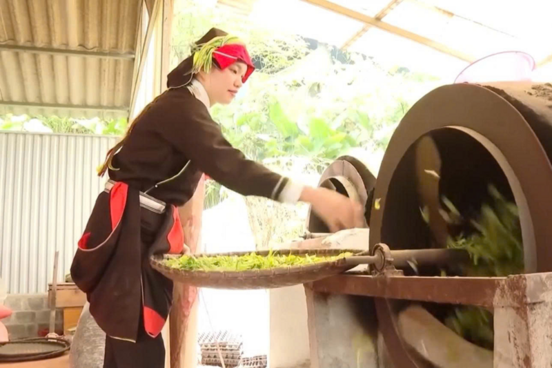 Hành trình thoát nghèo của người dân tộc xã Cao Bồ gắn liền với cây chè Shan tuyết. Ảnh: HTX Cao Bồ