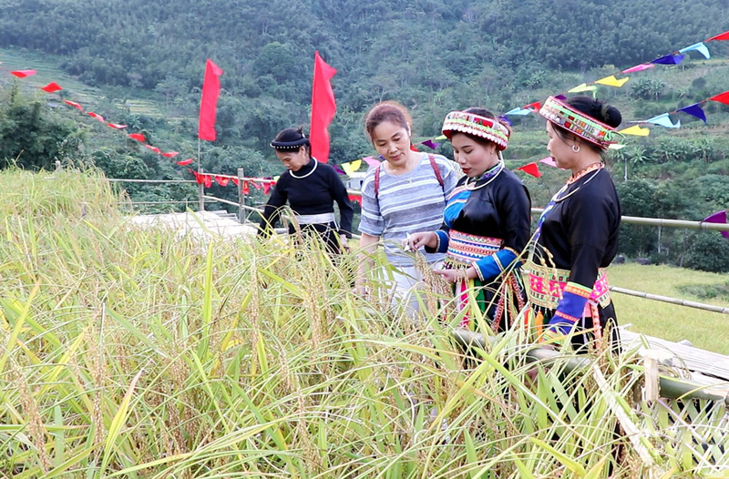 Chị Ma Thị Ninh, Giám đốc Hợp tác xã Yến Dương (thứ 2 từ phải qua), giới thiệu với du khách về lúa nếp Tài. Ảnh: Hứa Nga