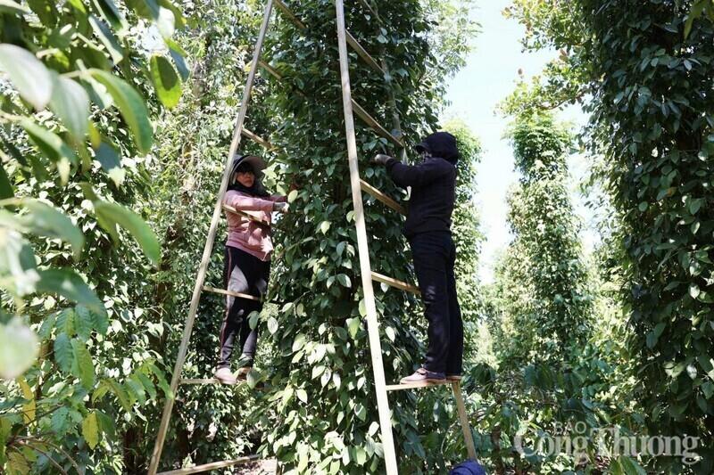 Nông dân tỉnh Đắk Lắk thu hoạch hồ tiêu