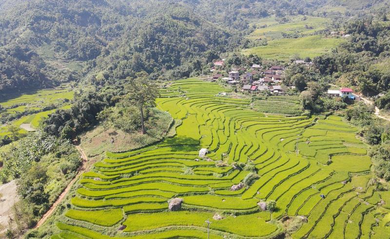 Cánh đồng lúa nếp Tài thôn Phiêng Phàng nhìn từ trên cao. Ảnh: Hứa Nga