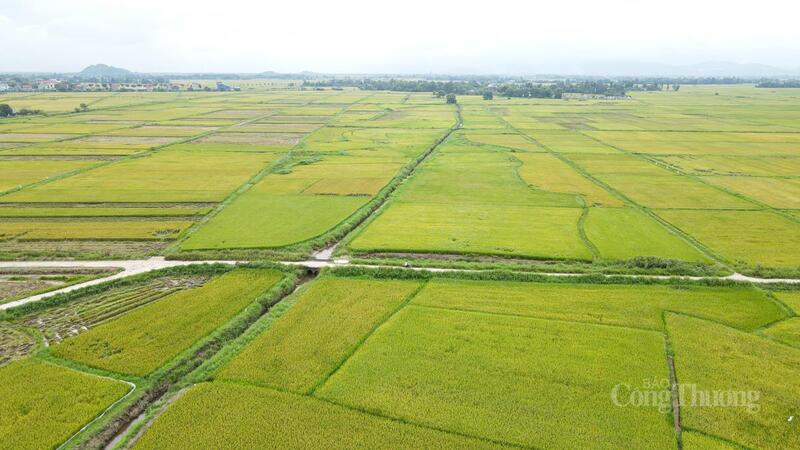 Hiện tại, lúa trên các cánh đồng ở Hà Tĩnh chỉ chín số ít