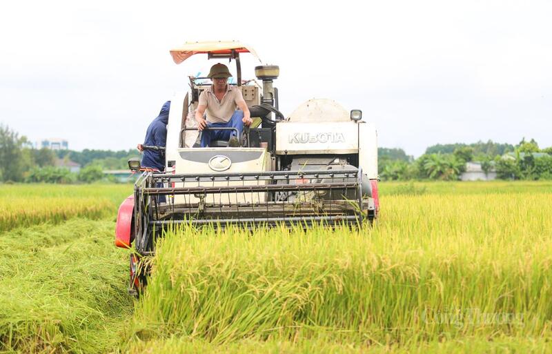 Hàng chục máy gặt liên hoàn hoạt động hết công suất cho người dân