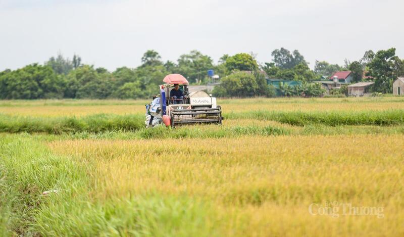 Theo Chi cục Trồng trọt và Chăn nuôi Hà Tĩnh, vụ hè thu 2025, toàn tỉnh thực hiện gieo cấy hơn 45.170 ha lúa. Đến nay, các địa phương đã thu hoạch được gần 400 ha, tập trung nhiều nhất ở xã Cẩm Bình, tiếp đó là xã Thiên Cầm, Đồng Tiến và phường Hà Huy Tập