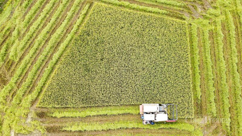 Dù gặt sớm ảnh hưởng đến chất lượng lúa nhưng cũng giảm thiểu thiệt hại do bão số 5 gây ra