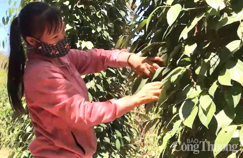 Người dân thu hoạch tiêu