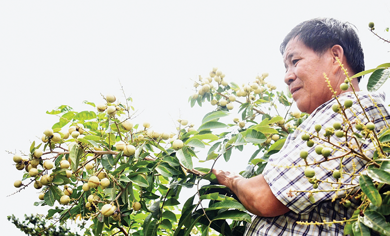Nhãn Thanh Sơn - giống lạ, trái ngon