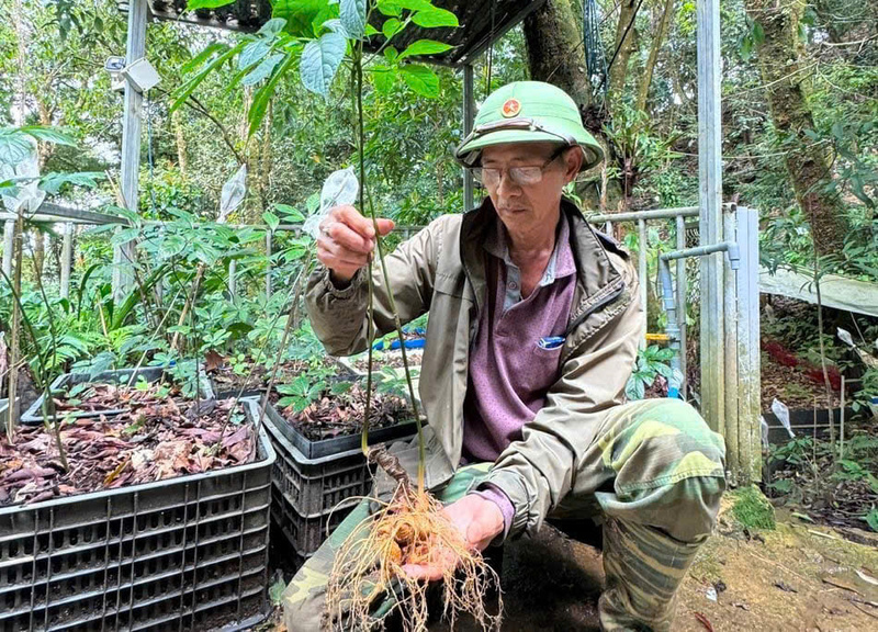 Xã Trà Linh sẽ tăng cường sự tham gia của đồng bào dân tộc Xơ Đăng trong trồng, chế biến, thương mại hóa sản phẩm sâm Ngọc Linh. Ảnh: Bình An