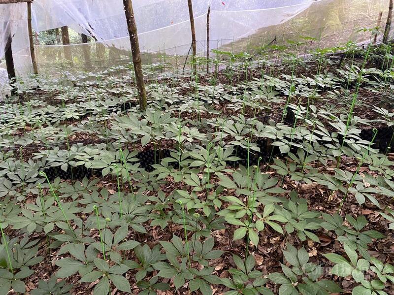 Diện tích quy hoạch vùng trồng sâm Ngọc Linh tại xã Trà Linh lên tới hơn 7.365 ha