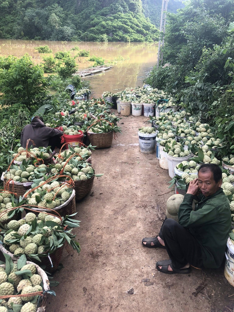 Từng gánh na như mang theo cả những ước mơ thoát nghèo của người dân miền núi. Ảnh: Cù Thảo