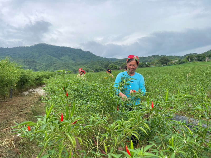 Nhờ sự liên kết chặt chẽ giữa chính quyền - hợp tác xã - người dân là yếu tố quyết định để cây ớt mở lối giảm nghèo cho bà con vùng cao. Ảnh: Thuý Lâm
