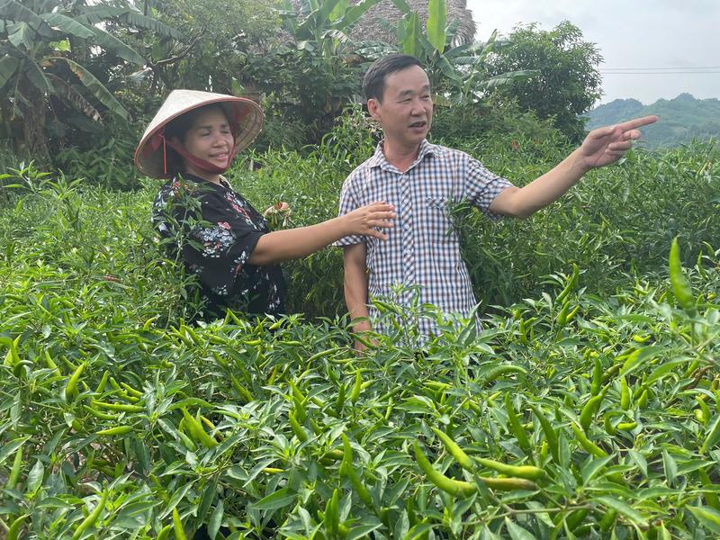 Phó Giám đốc Hợp tác xã Nông nghiệp Thượng Nông Vũ Thị Hằng cùng lãnh đạo Mặt trận Tổ quốc xã Xuân Hoà thăm mô hình trồng ớt. Ảnh: Thuý Lâm