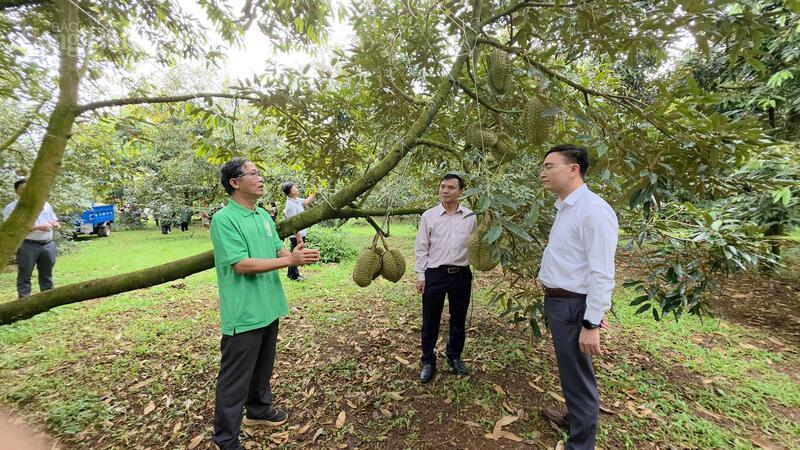 Đoàn công tác của Sở Nông nghiệp và Môi trường Đắk Lắk tham quan tại một vườn sầu riêng ở xã Ea Knuếch. Ảnh: Hoàng Nguyên