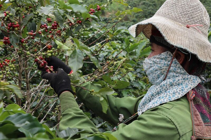 Aratay Coffee đã và đang đẩy mạnh phát triển sản xuất và du lịch (Ảnh: Aratay Coffee)